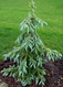 Picea englemannii Bush's Lace Weeping Spruce