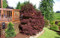 Acer palmatum Pixie Dwarf Red Japanese Maple