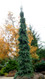Picea glauca 'Pendula' Weeping White Spruce