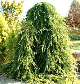 Cedrus deodara 'Pendula' Weeping Himalayan Cedar - Kigi Nursery