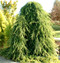 Cedrus deodara Pendula Weeping Deodar Cedar