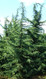 kashmir deodar cedar