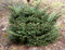 Picea orientalis Barnes Dwarf Oriental Spruce