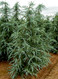 Cedrus deodara Sander's Blue Blue Deodar Cedar
