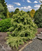 White Dwarf Himalayan Cedar