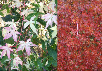 asir818ページ Acer palmatum 'Asahi zuru' Japanese Maple - Kigi Nursery