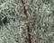 Cupressus glabra Blue Ice Arizona Cypress