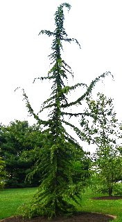 Cedrus libani レバノンシーダー Pendula コニファー 枝垂れ Cedrus