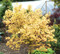 Acer circinatum Sunglow Vine Maple