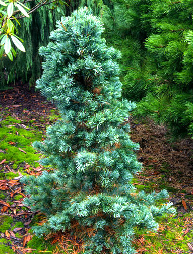 Pinus flexilis 'Cesarini Blue' Narrow Limber Pine Tree - Kigi Nursery