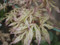 Acer palmatum Ukigumo Floating Clouds Japanese Maple