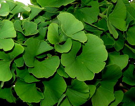 Ginkgo biloba 'Mariken' Dwarf Maidenhair Tree - Kigi Nursery