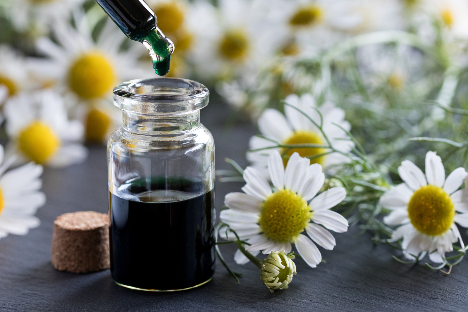 Top Four Benefits of Roman Chamomile Essential Oil - Sheer Miracle