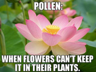 Allergies to pollen ruining your day? Why we at Sticky Jewelry love pollen allergies