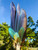 Alignment Macaw Feather Smudge Fan