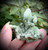 Shaman Quartz Clusters - Himalayan Quartz - Scenic Quartz- Garden Quartz- Chlorite and Hematite Inclusions- Shamanic Journey