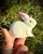 White Marble Rabbit, Crystal Bunny, Dreamer Apothecary, Snow Bunny, Christmas Carving