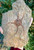 Brittle Star Fossil – Morocco