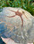 Brittle Star Fossil – Morocco