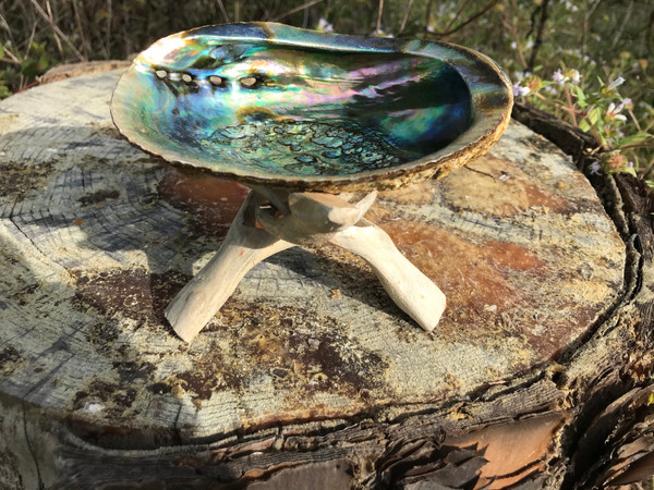 Abalone Shell with wood cobra stand
