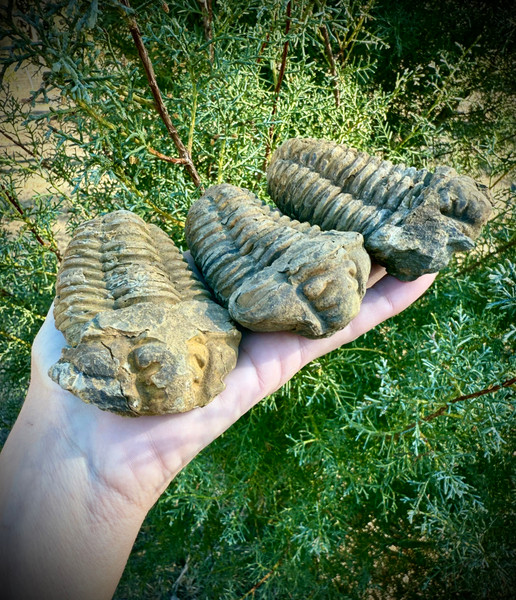 Calymene (Colpocoryphe) Trilobite Fossil – Morocco
