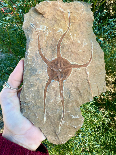 Brittle Star Fossil – Morocco