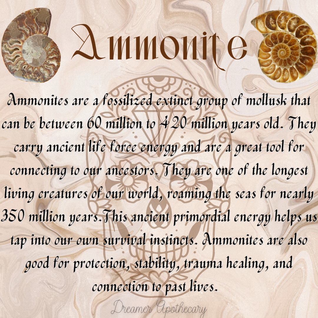 ammonite.png