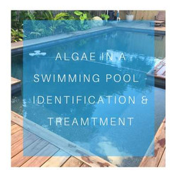 Algae in swimming pools
