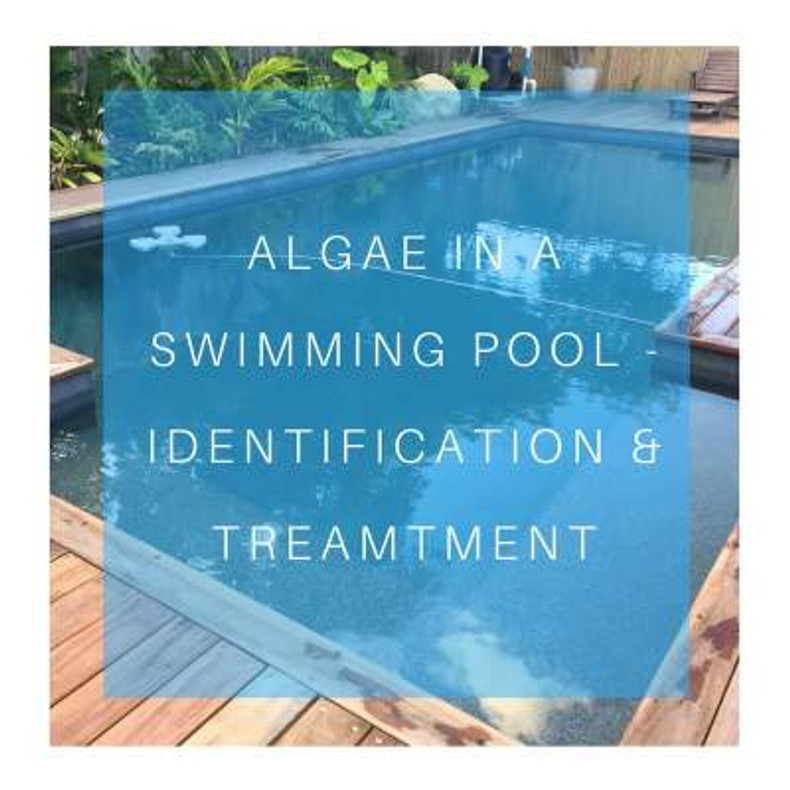 Algae in swimming pools