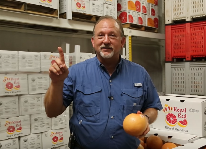 How to Pick a Grapefruit South Tex Organics