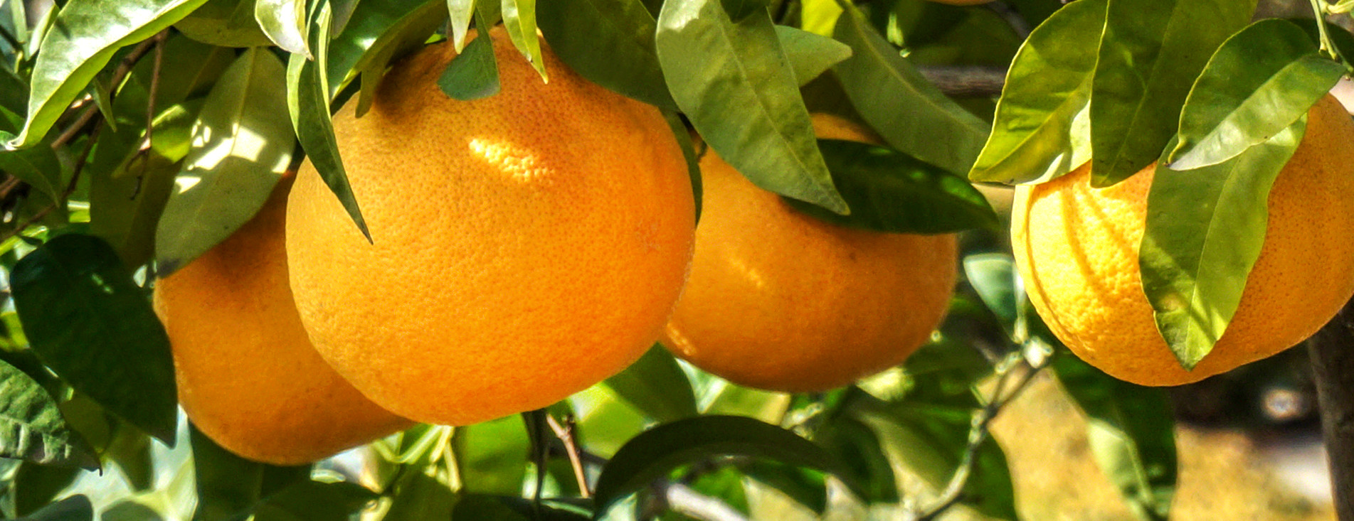 Organic Citrus Delivery Grapefruit Oranges Lemons South Tex Organics