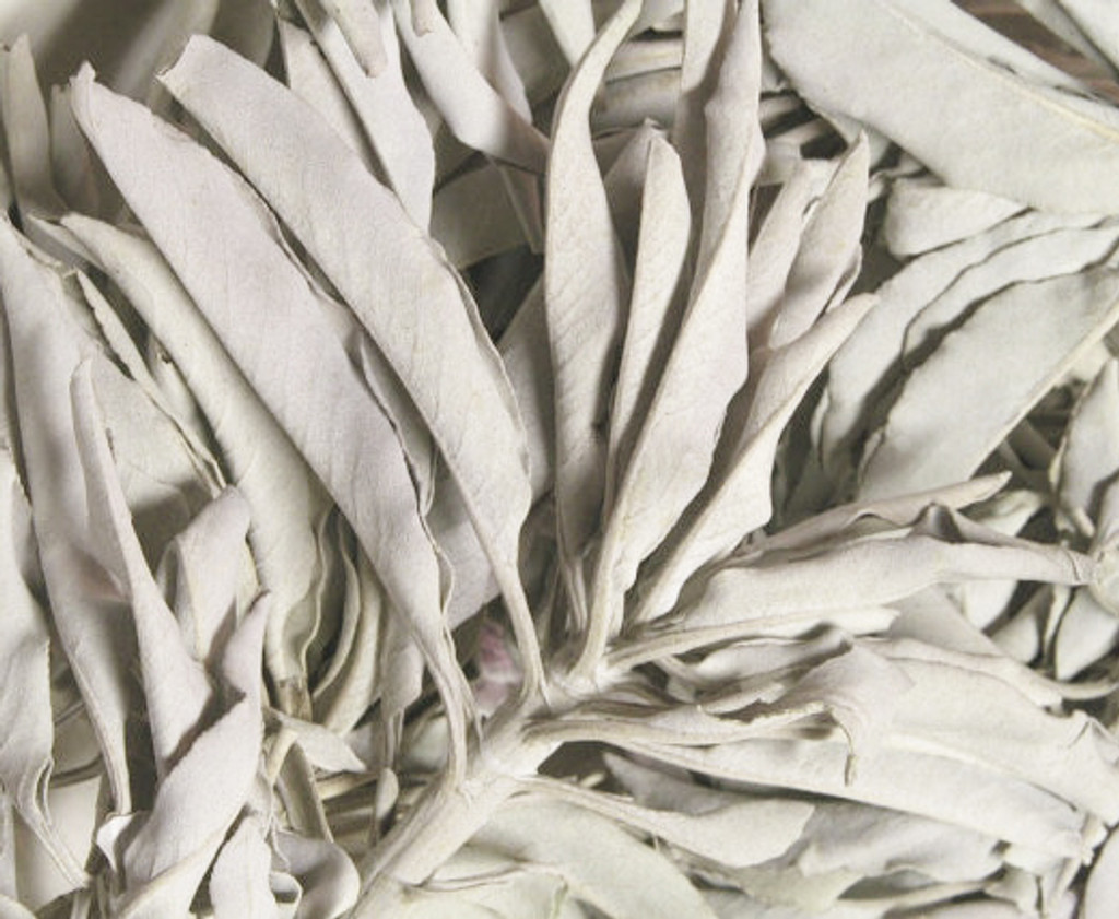 California White Sage Wild Crafted from Pt. Reyes Seashore