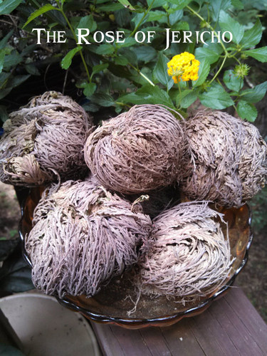 Rose of Jericho Plant Money, Success, Wishes, Blessings