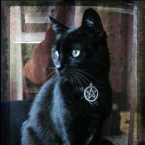 Pentacle Cat Collar 