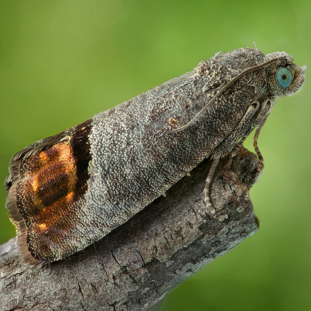 Fruit tree moth sticky trap with pheromone lure to monitor insect