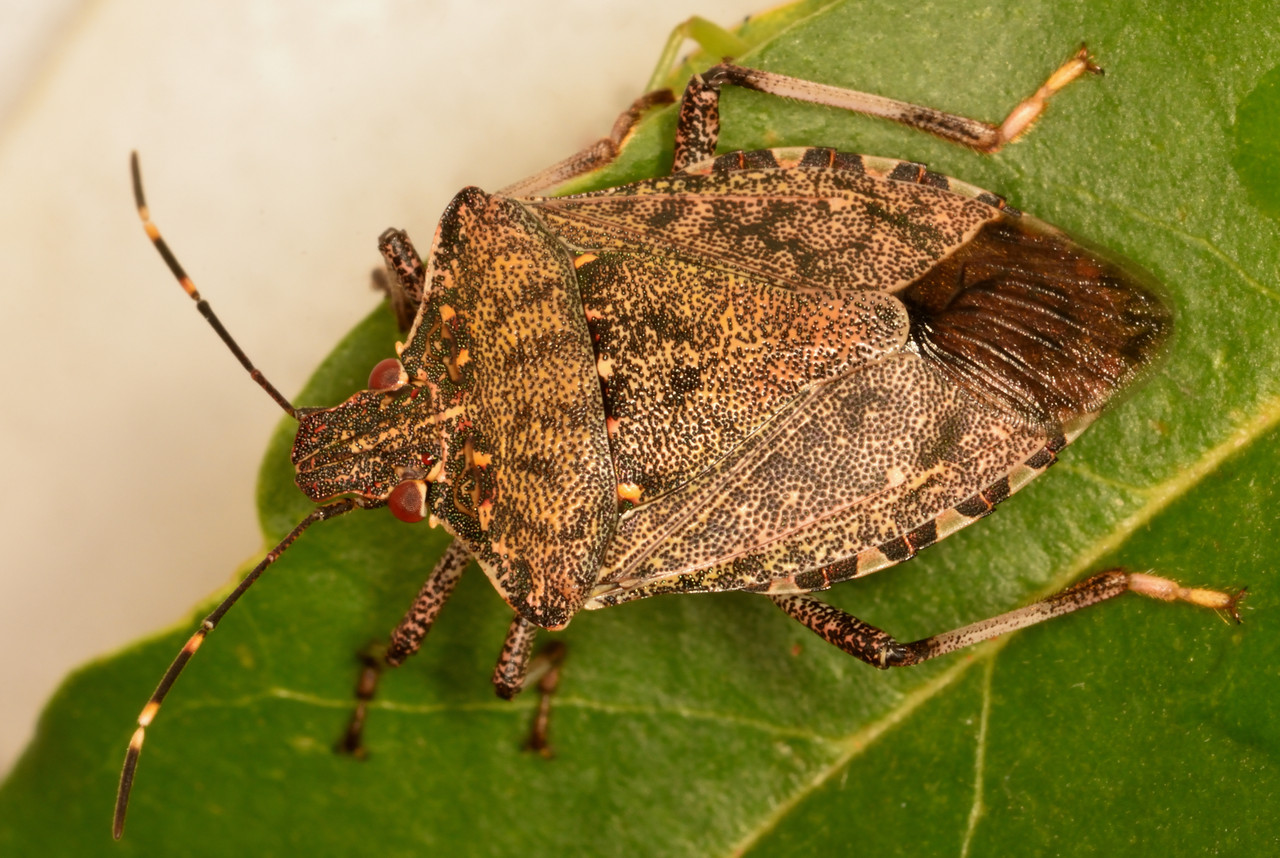 Insect lures Microbait Nymph