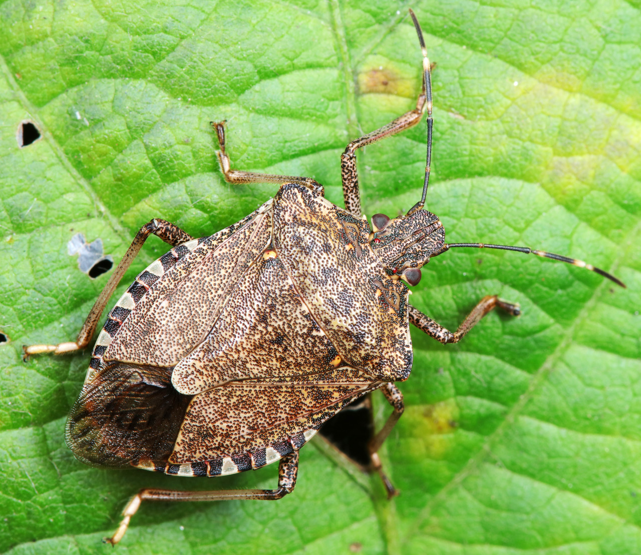 Brown marmorated stink bug trap in Michigan vineyard