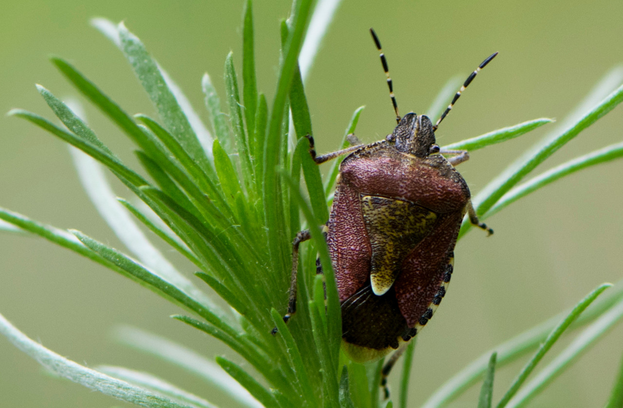 DEAD-INN Stink Bug Trap