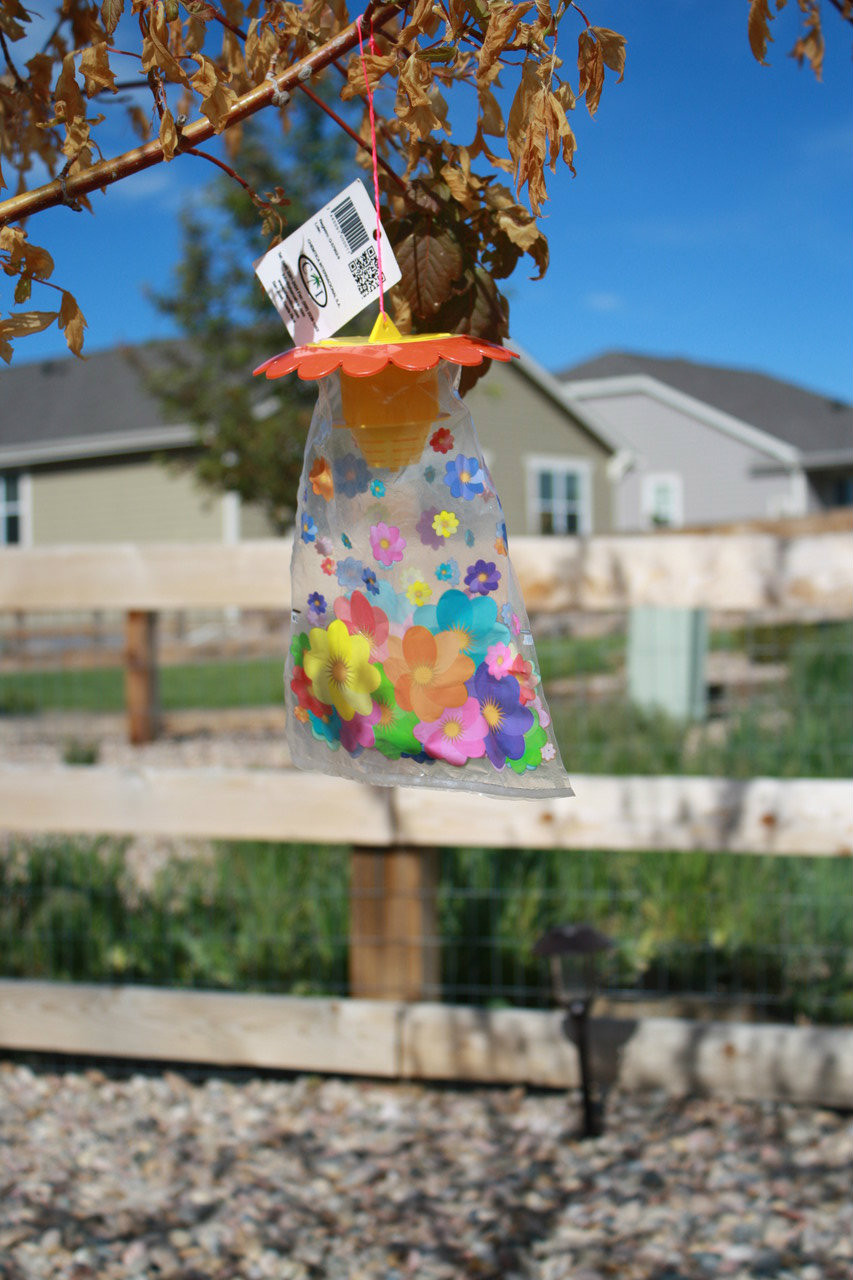 DEAD-INN Stink Bug Trap