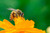  VivaTrap! Honey Bee Magnet (2 pack)