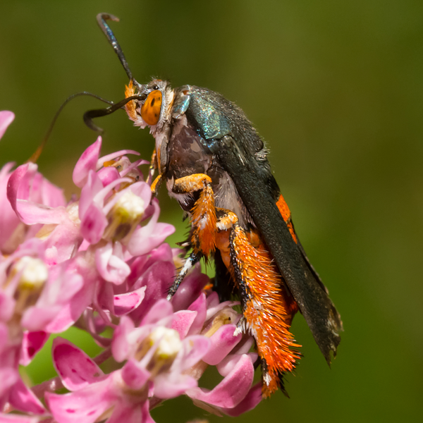 VivaTrap! Squash Vine Borer Moth Trap + Lure (2 pack) at