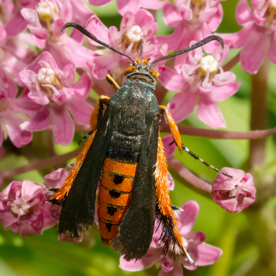 VivaTrap! Squash Vine Borer Moth Trap + Lure (2 pack) at
