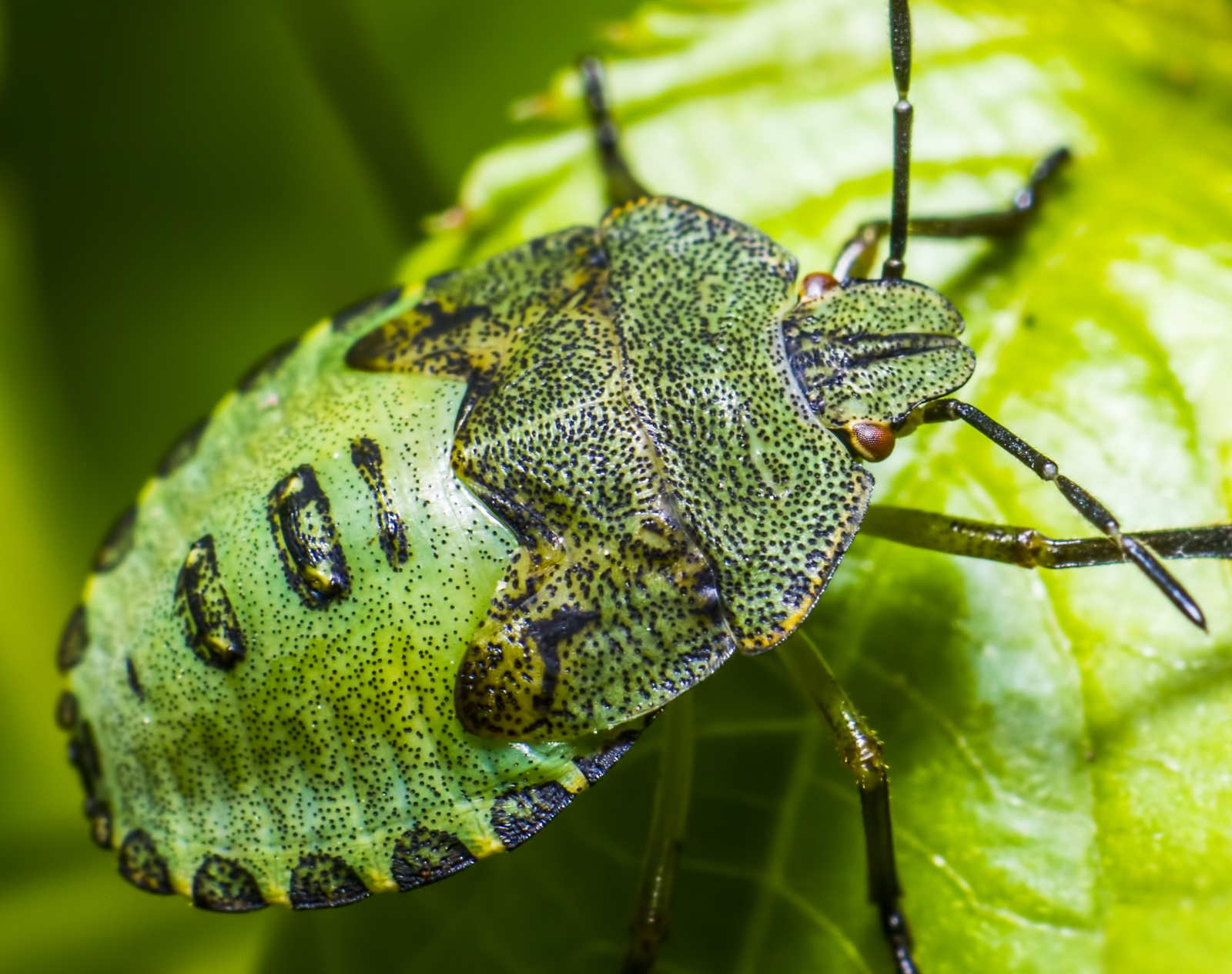 Brown marmorated stink bug trap in Michigan vineyard