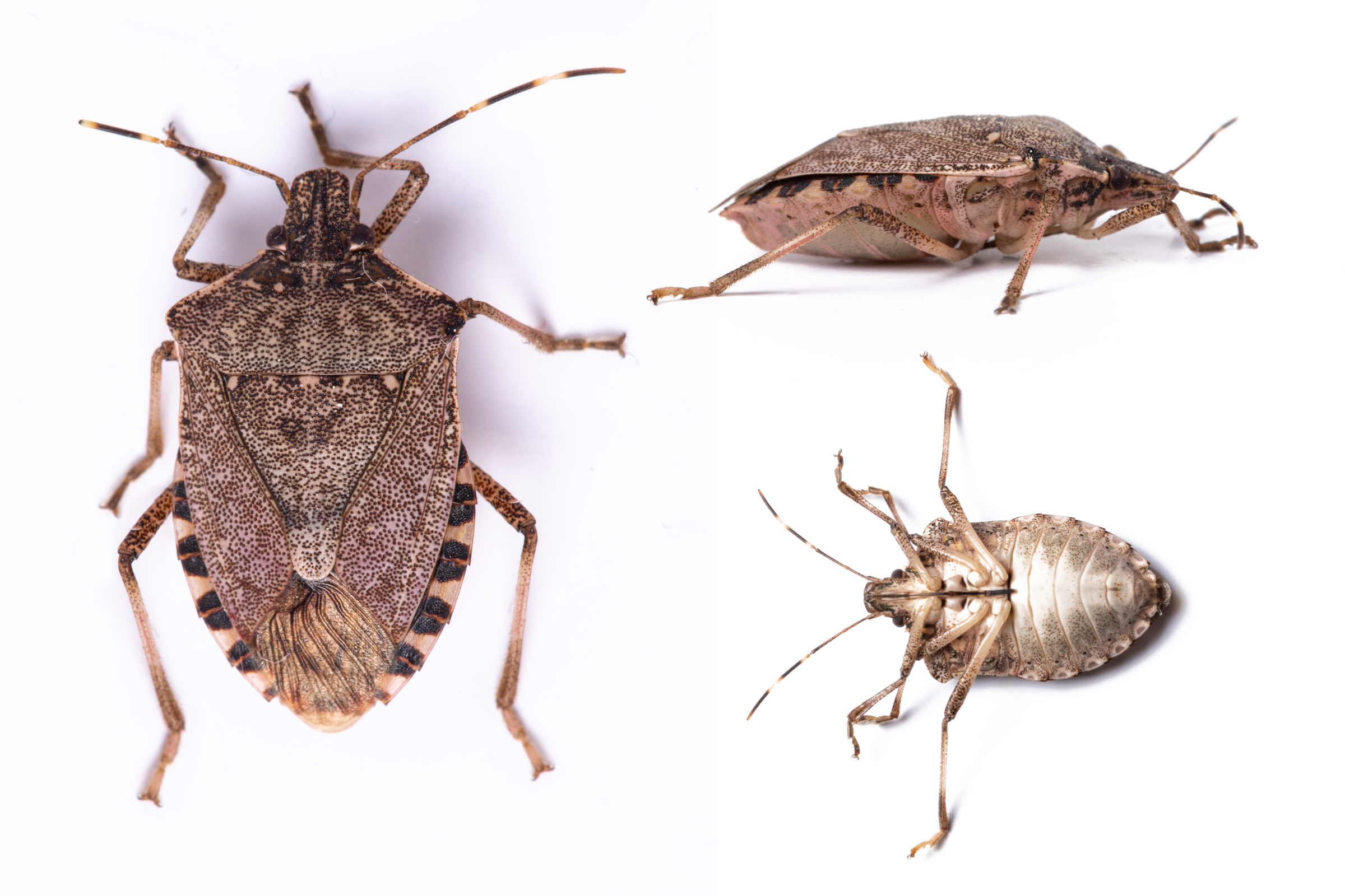 different kinds of stink bugs