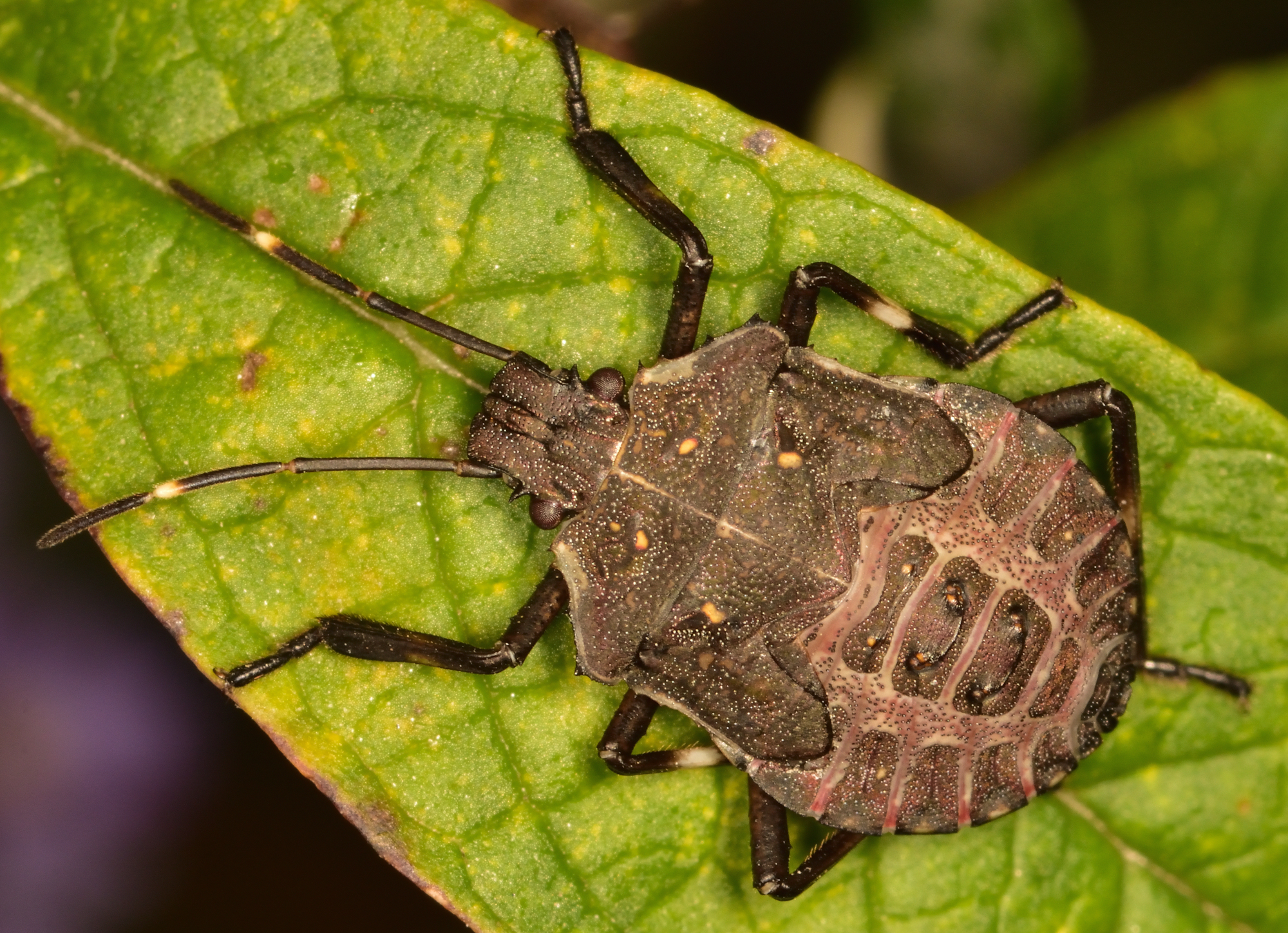 The Best Indoor Stink Bug Traps