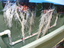 Mycostop WP at EcoGreenWarehouse.com