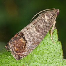 Mature Codling Moth