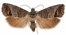 Mature Codling Moth