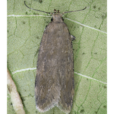 Oriental Fruit Moth