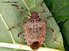 Brown Marmorated Stink Bug